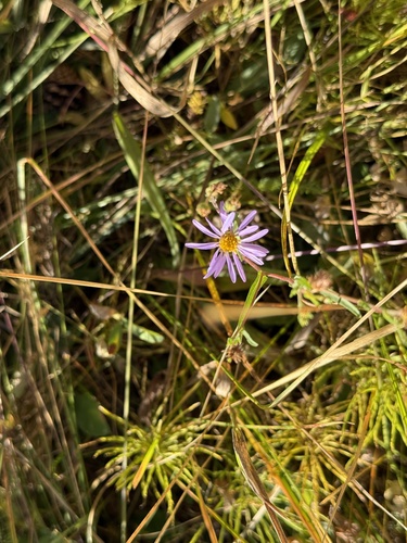 iNaturalist observation photo of asters and allies