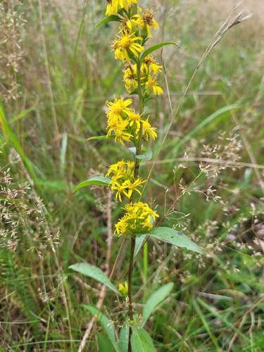 European goldenrod