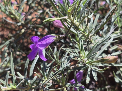 Eremophila bowmanii, 2026-09-12