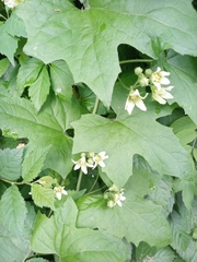 Bryonia cretica