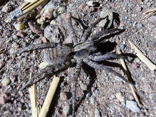 iNaturalist observation photo of Fox Spiders