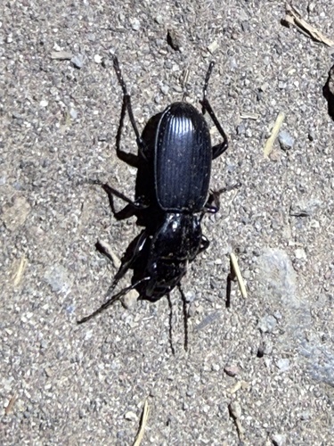 iNaturalist observation photo of Blackclock Ground Beetles