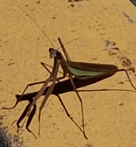 Chinese Mantis