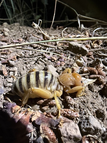 iNaturalist observation photo of Jerusalem Crickets