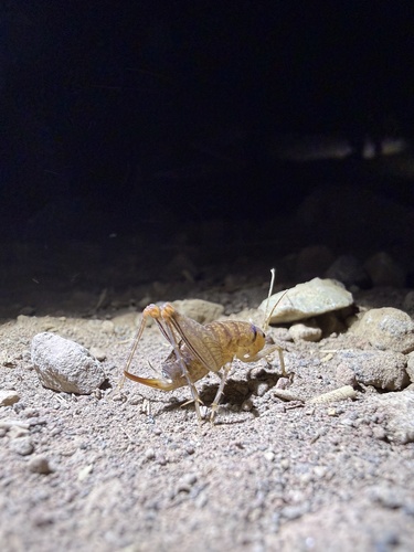 iNaturalist observation photo of Camel Crickets, Cave Crickets, and Cave Wēta