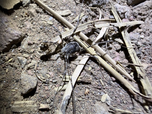 iNaturalist observation photo of Harvestmen