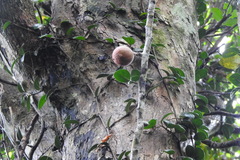 Ficus aurantiaca parvifolia