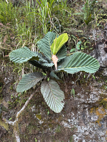 Ficus dammaropsis observed 2026-09-10