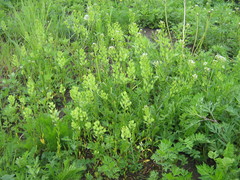 Thlaspi arvense