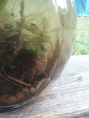 Lissotriton vulgaris