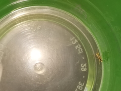 Malthinus seriepunctatus