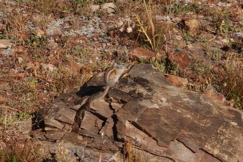 Alpine Chipmunk observed by george113