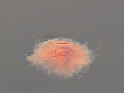 Lion's Mane Jelly