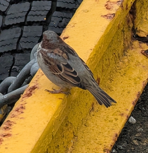 House Sparrow