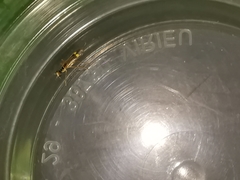 Malthinus seriepunctatus