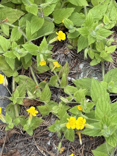 Erythranthe ptilota, photograph 5