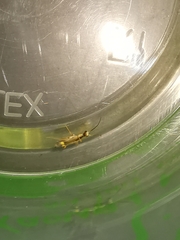 Malthinus seriepunctatus