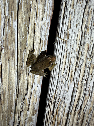 Green Frog