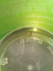 Malthinus seriepunctatus