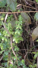Cruciata laevipes