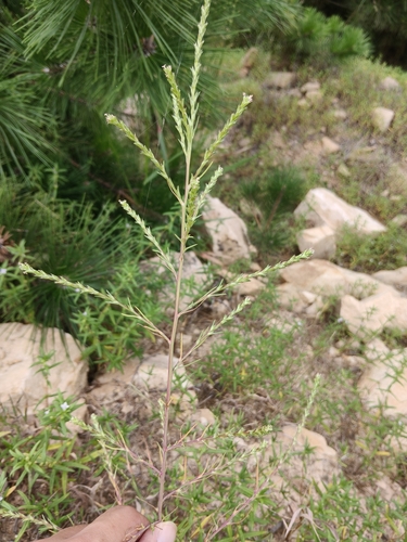 Slender Russian-thistle