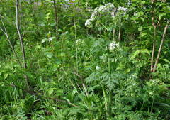 Anthriscus sylvestris