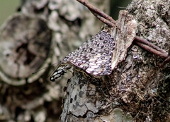 Hamadryas feronia