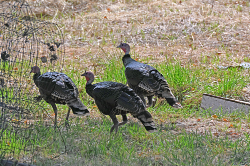Wild Turkey