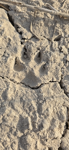 Sand Cat