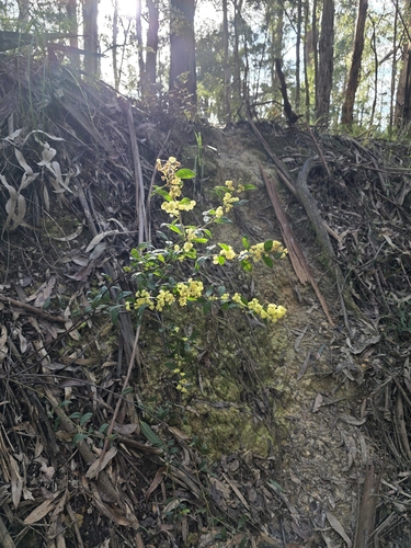 Myrtle Wattle