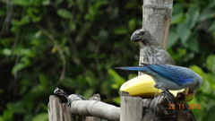 Saltator striatipectus