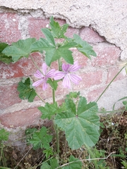 Malva sylvestris