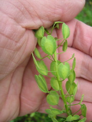 Thlaspi arvense