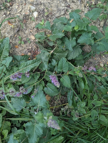 Salvia verticillata, photograph 3