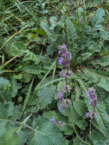 Salvia verticillata, photograph 4