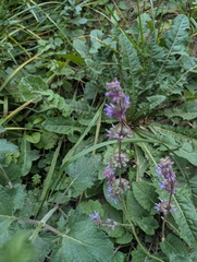 (c) Dmitry Trutsko, some rights reserved (CC BY) Salvia verticillata, photograph (c) Dmitry Trutsko, some rights reserved (CC BY)