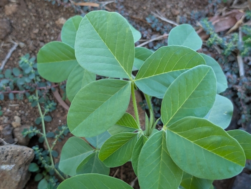 Crotalaria incana observed 2026-09-11