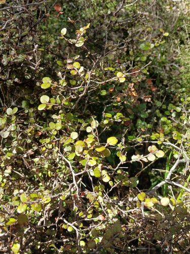 Nothofagus solandri, photograph 2
