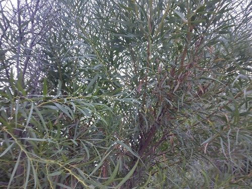 golden wreath wattle