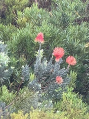 Leucospermum reflexum