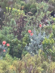 Leucospermum reflexum, photograph (c) chrisdt, some rights reserved (CC BY)