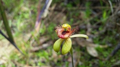 Caladenia discoidea