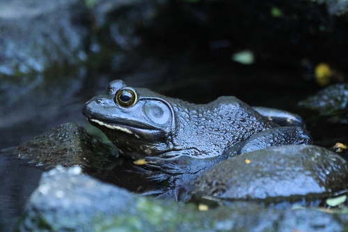 Lithobates catesbeianus observed 2026-09-11