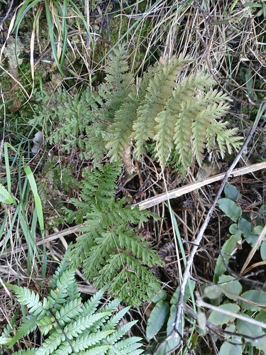 Leptopteris hymenophylloides, photograph 2
