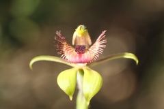 Caladenia discoidea