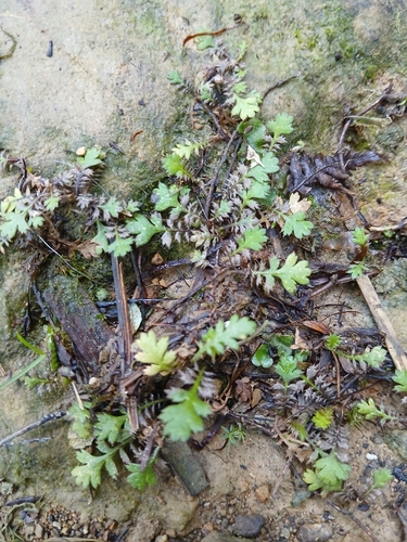 Leptinella squalida, photograph 4