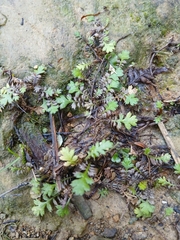 Leptinella squalida, photograph (c) naturewatchwidow, some rights reserved (CC BY)
