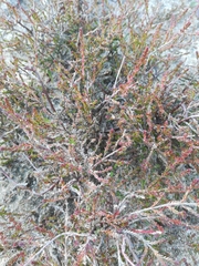 Magnoliopsida