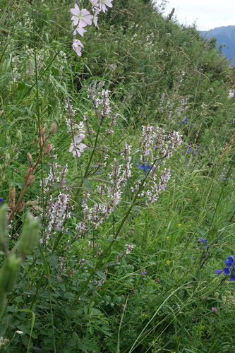 Nepeta nuda, photograph 5