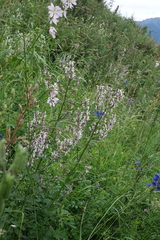 (c) Oleg Kosterin, some rights reserved (CC BY) Nepeta nuda, photograph (c) Oleg Kosterin, some rights reserved (CC BY)